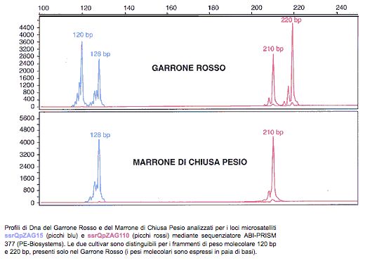 Grafico Profili di Dna del Garrone Rosso e del Marrone di Chiusa Pesio